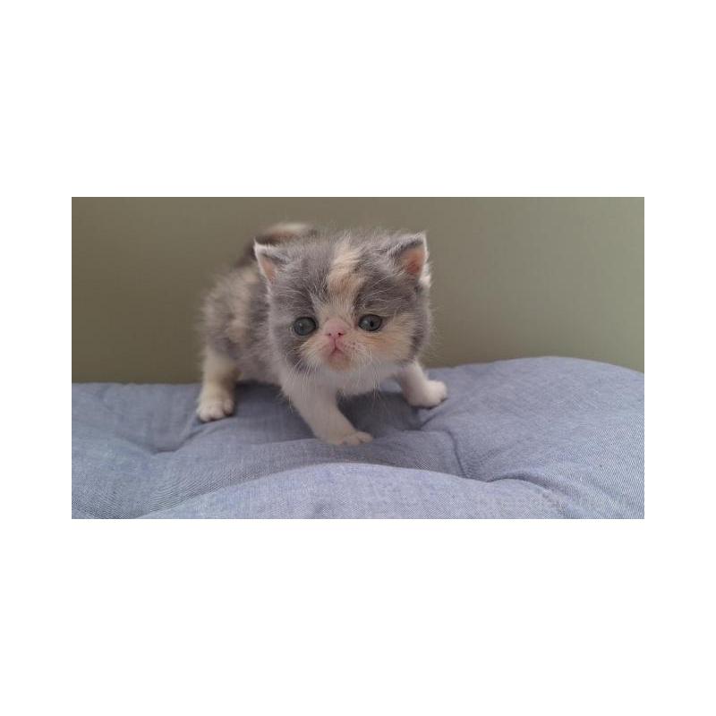 販売中の岐阜県のエキゾチックショートヘア-130473の5枚目