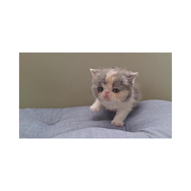 販売中の岐阜県のエキゾチックショートヘア-130473の6枚目