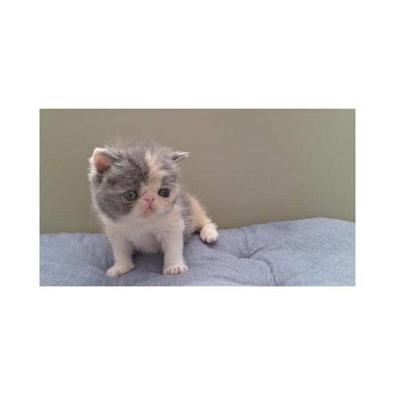 販売中の岐阜県のエキゾチックショートヘア-130473の3枚目