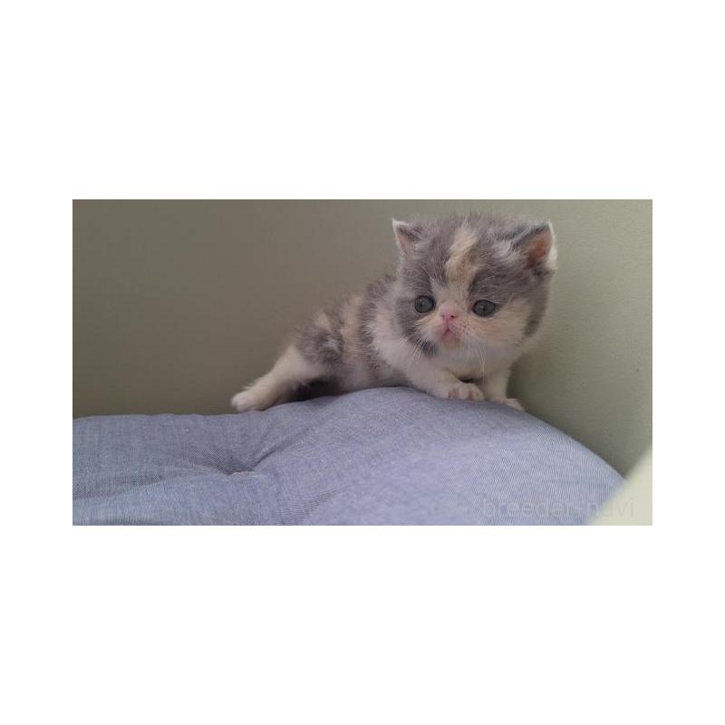 販売中の岐阜県のエキゾチックショートヘア-130473の4枚目