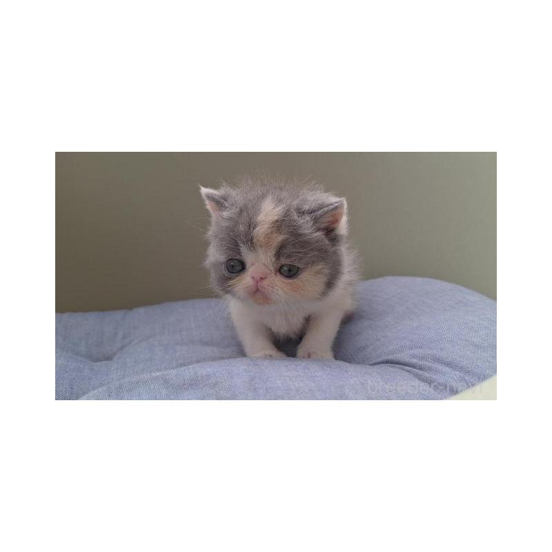 販売中の岐阜県のエキゾチックショートヘア-130473の2枚目