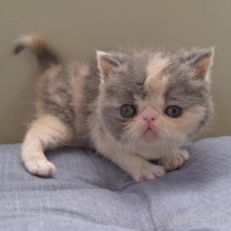 販売中の岐阜県のエキゾチックショートヘア-130473