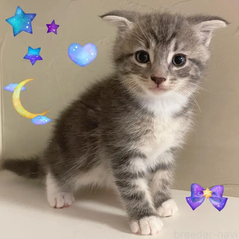 販売中の東京都のスコティッシュフォールド(折れ耳)-130474