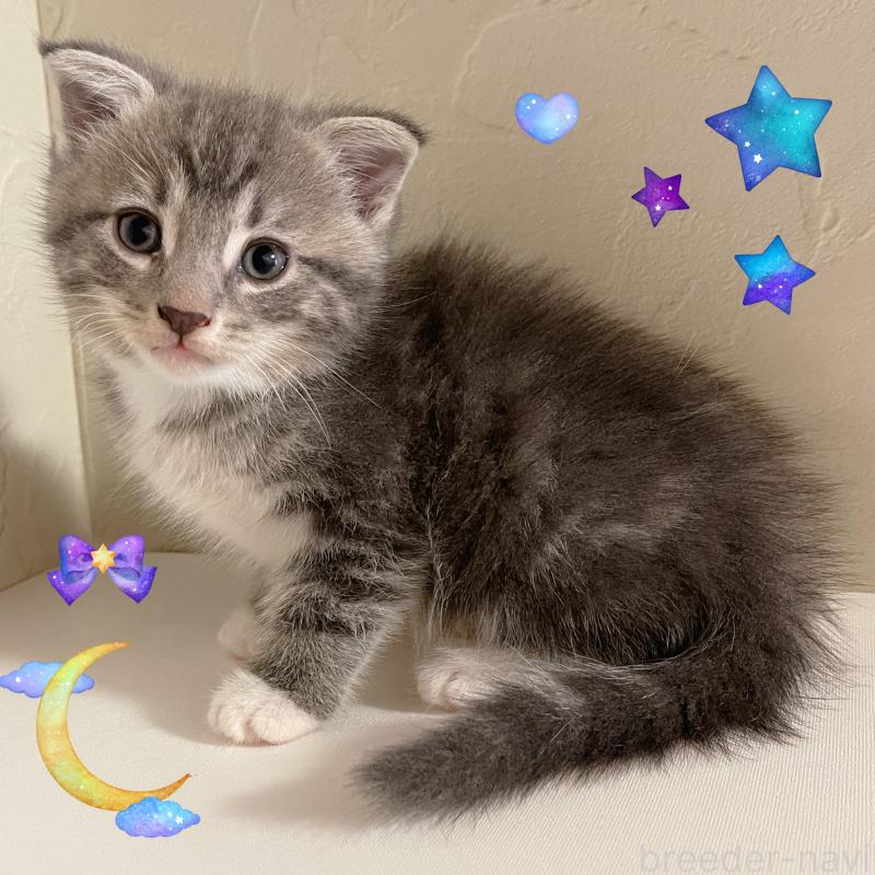 販売中の東京都のスコティッシュフォールド(折れ耳)-130474の6枚目