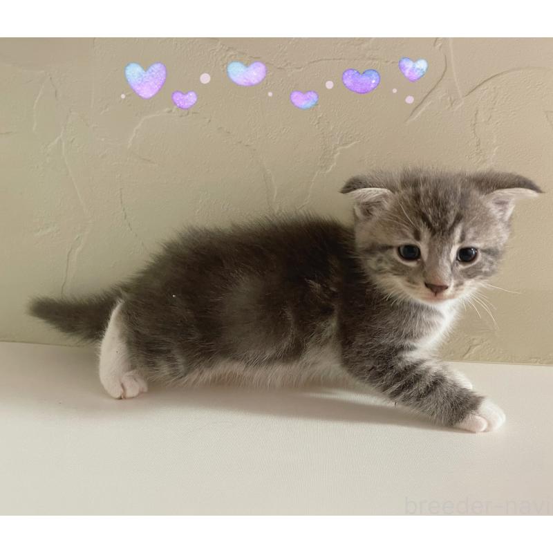 販売中の東京都のスコティッシュフォールド(折れ耳)-130474の5枚目