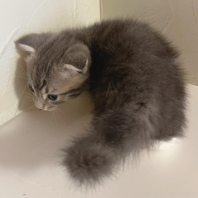 販売中の東京都のスコティッシュフォールド(折れ耳)-130474の4枚目