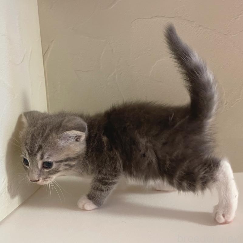 販売中の東京都のスコティッシュフォールド(折れ耳)-130474の3枚目