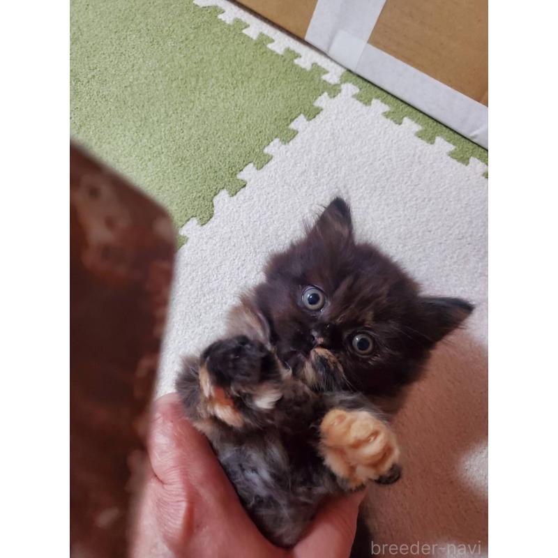 販売中の愛知県のスコティッシュフォールド-130475の3枚目