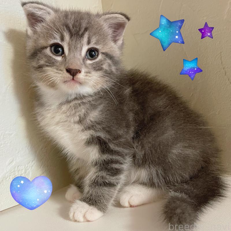 販売中の東京都のスコティッシュフォールド(折れ耳)-130474の2枚目