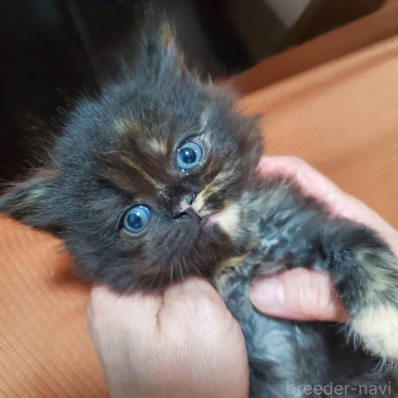 販売中の愛知県のスコティッシュフォールド-130475