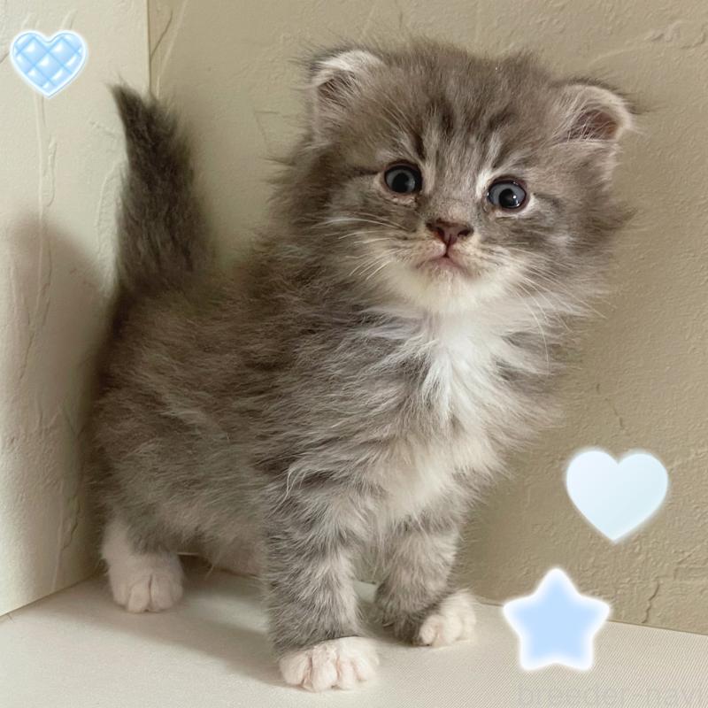 販売中の東京都のスコティッシュフォールド(折れ耳)-130476の1枚目