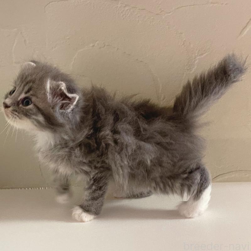 販売中の東京都のスコティッシュフォールド(折れ耳)-130476の6枚目