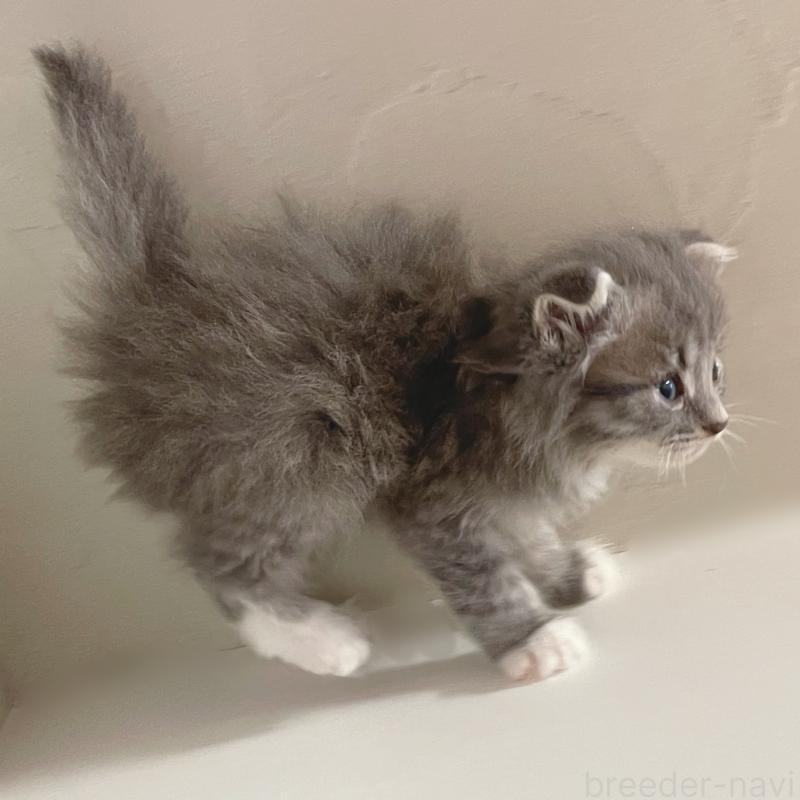 販売中の東京都のスコティッシュフォールド(折れ耳)-130476の5枚目