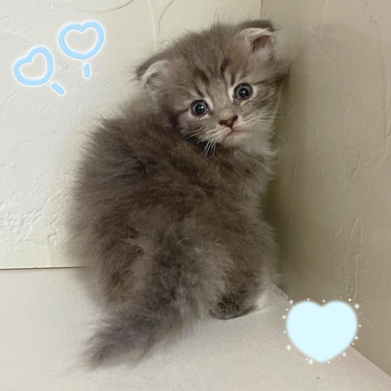 販売中の東京都のスコティッシュフォールド(折れ耳)-130476の4枚目