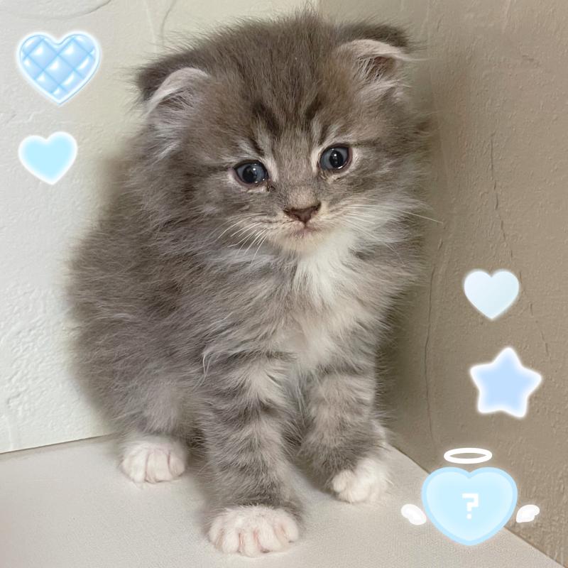 販売中の東京都のスコティッシュフォールド(折れ耳)-130476の3枚目