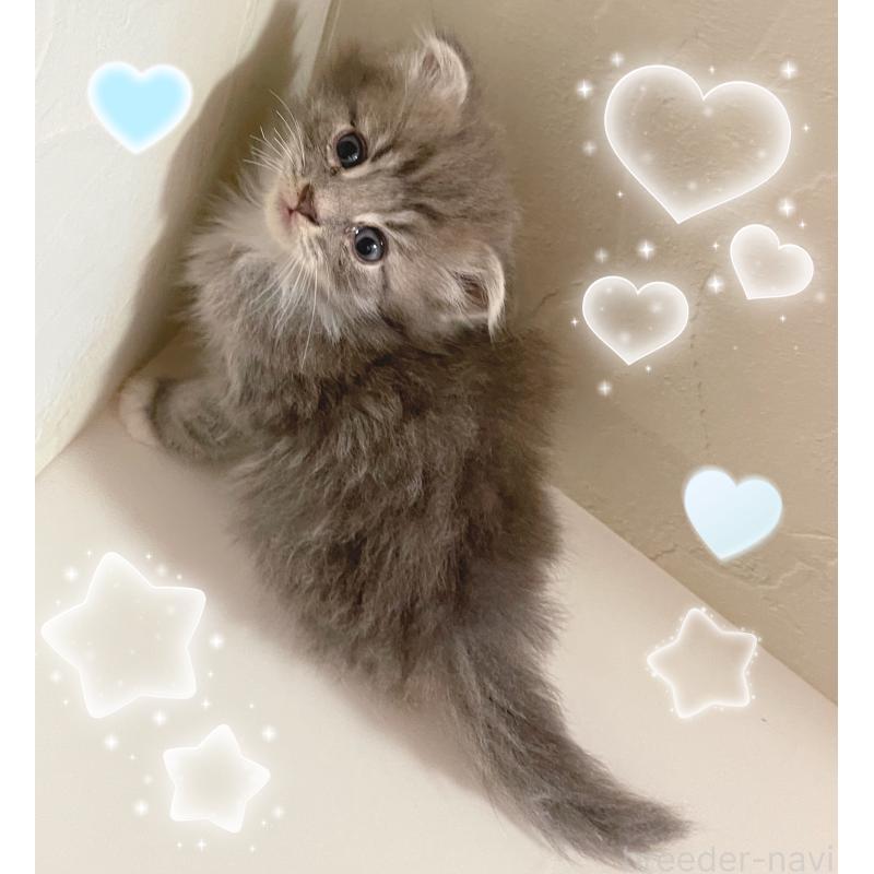 販売中の東京都のスコティッシュフォールド(折れ耳)-130476の2枚目