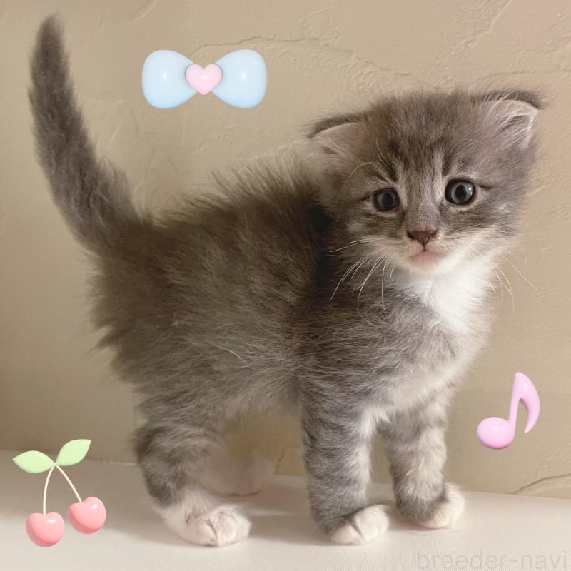 販売中の東京都のスコティッシュフォールド(折れ耳)-130478の1枚目