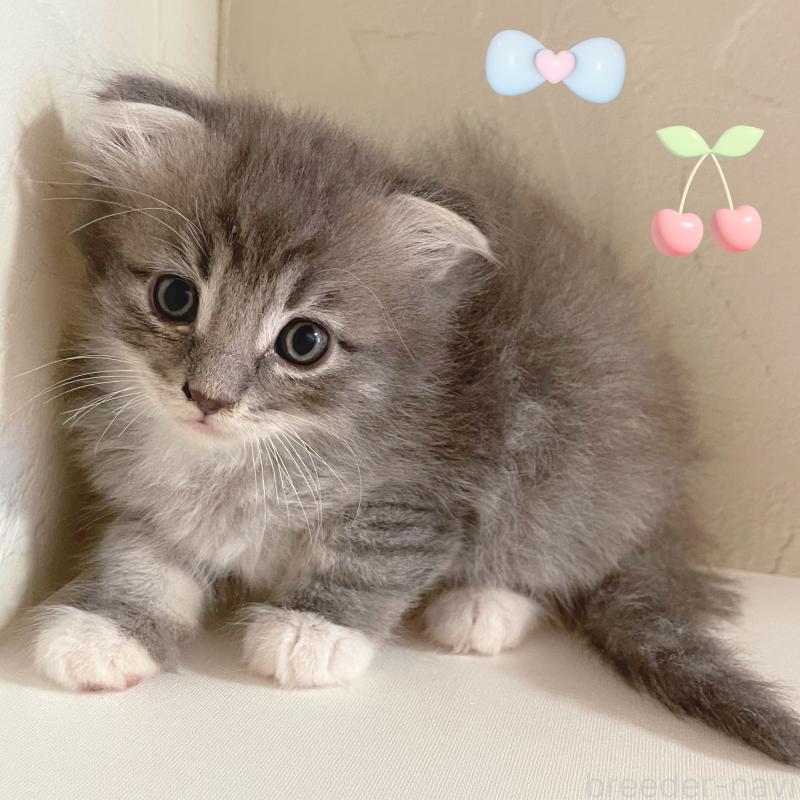 販売中の東京都のスコティッシュフォールド(折れ耳)-130478の6枚目