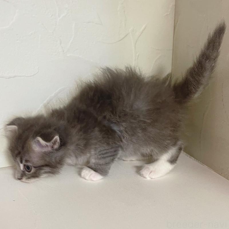 販売中の東京都のスコティッシュフォールド(折れ耳)-130478の5枚目