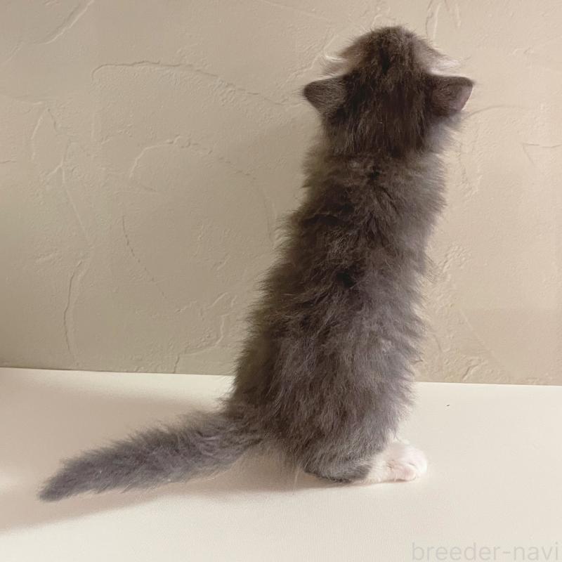 販売中の東京都のスコティッシュフォールド(折れ耳)-130478の4枚目