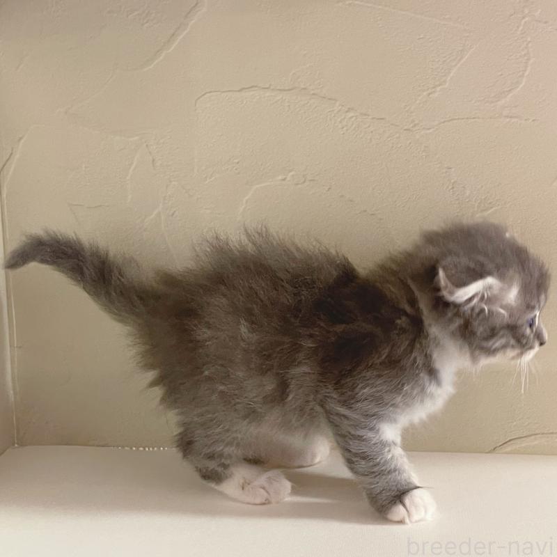 販売中の東京都のスコティッシュフォールド(折れ耳)-130478の3枚目
