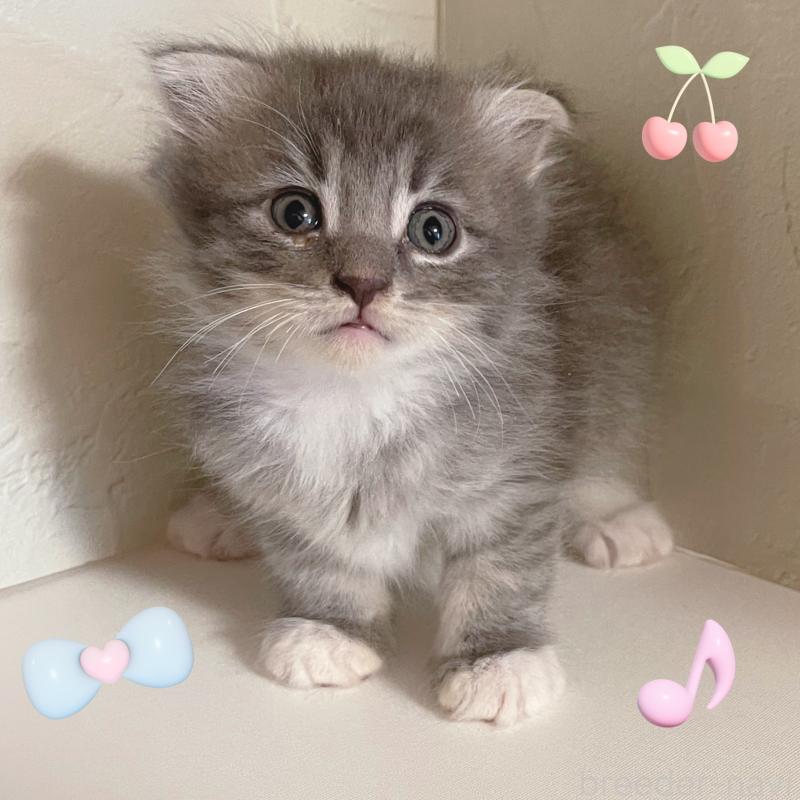 販売中の東京都のスコティッシュフォールド(折れ耳)-130478の2枚目