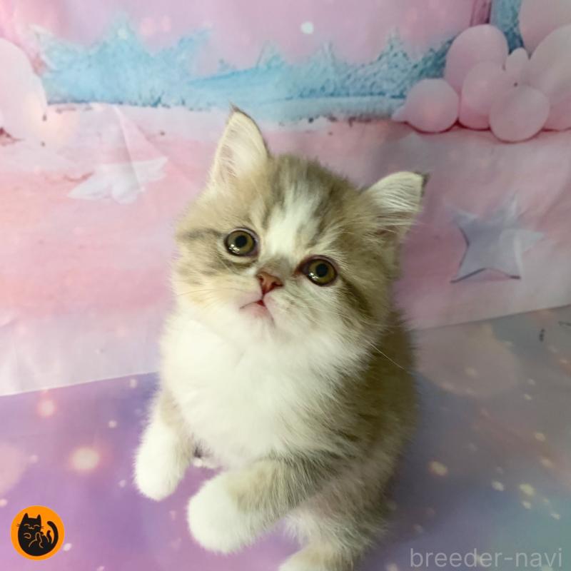 販売中の大阪府のスコティッシュフォールド-128685