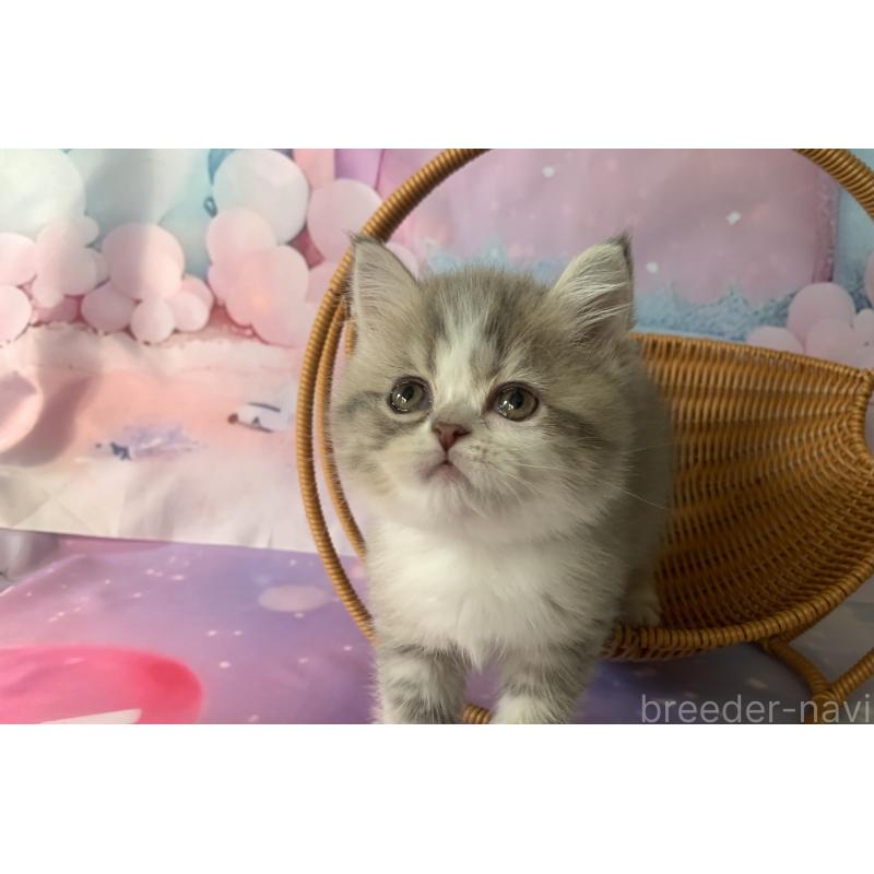 商談中の大阪府のスコティッシュフォールド-128685の3枚目