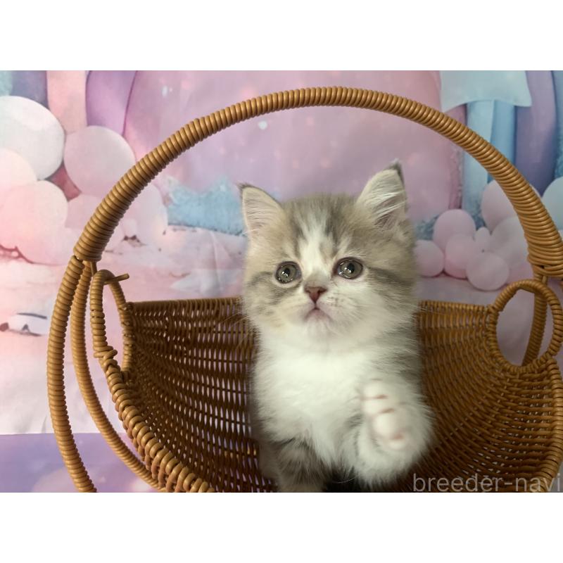 商談中の大阪府のスコティッシュフォールド-128685の2枚目