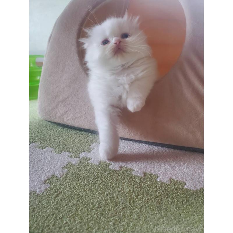 販売中の愛知県のスコティッシュフォールド(折れ耳)-130480の2枚目