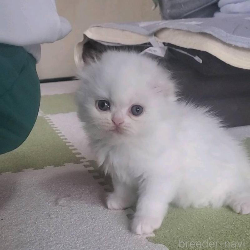 販売中の愛知県のスコティッシュフォールド(折れ耳)-130480の1枚目