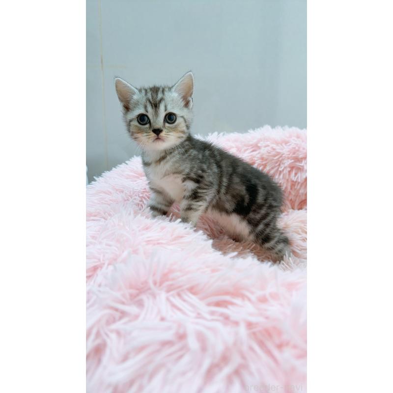 販売中の岡山県のスコティッシュストレート-130481の5枚目