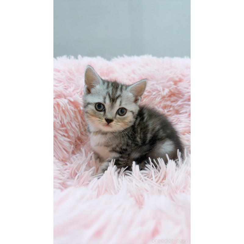 販売中の岡山県のスコティッシュストレート-130481の4枚目