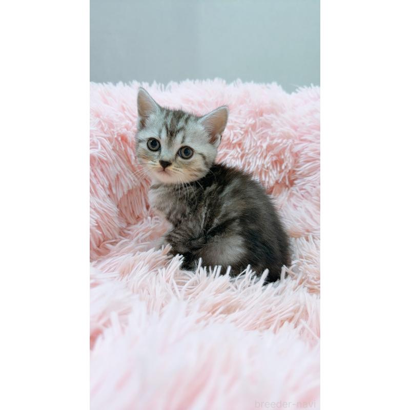 販売中の岡山県のスコティッシュストレート-130481の3枚目