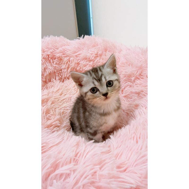 販売中の岡山県のスコティッシュストレート-130481の2枚目