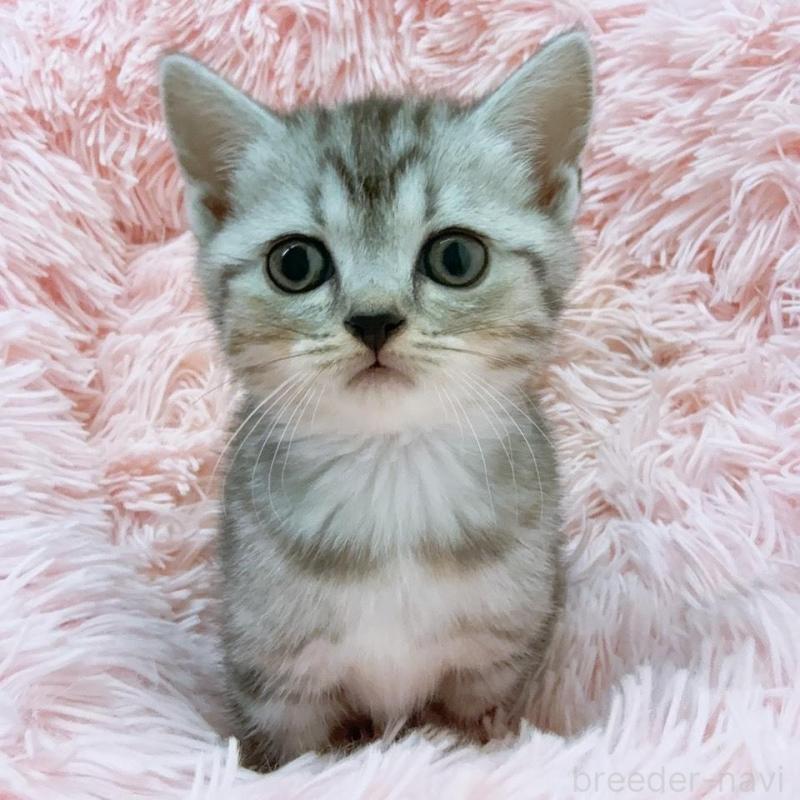 販売中の岡山県のスコティッシュストレート-130481の1枚目