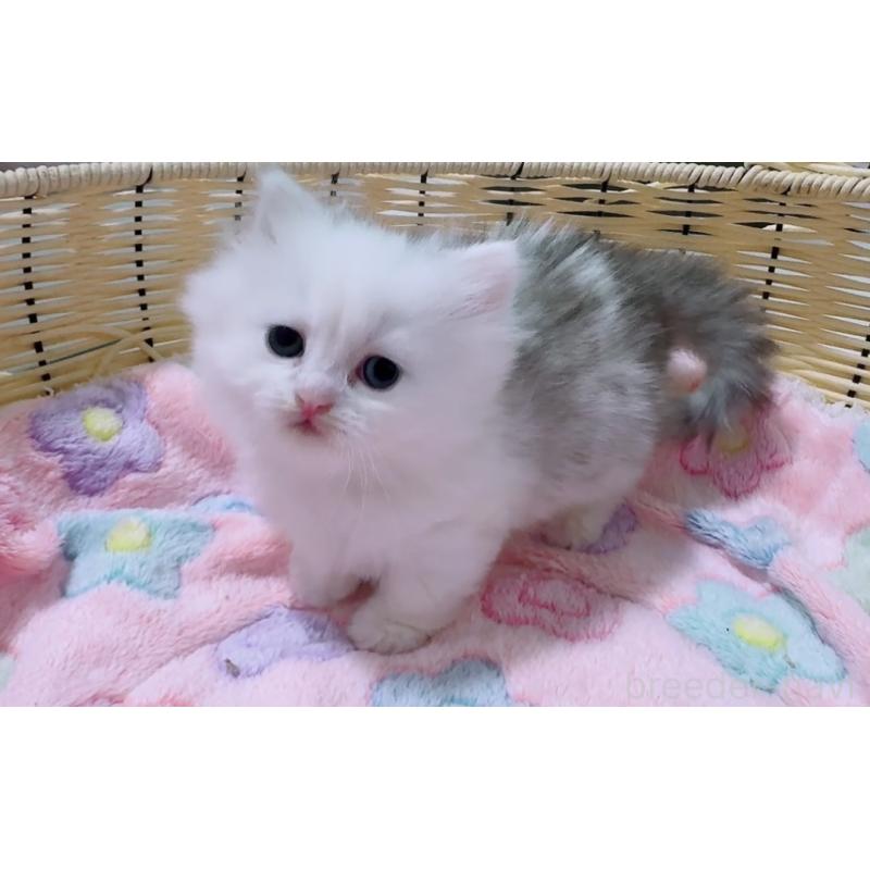 販売中の京都府のミヌエット(短足)-130482の6枚目