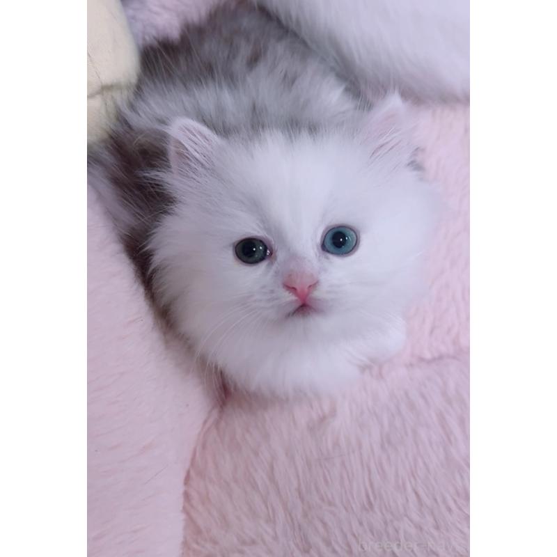 販売中の京都府のミヌエット(短足)-130482の5枚目