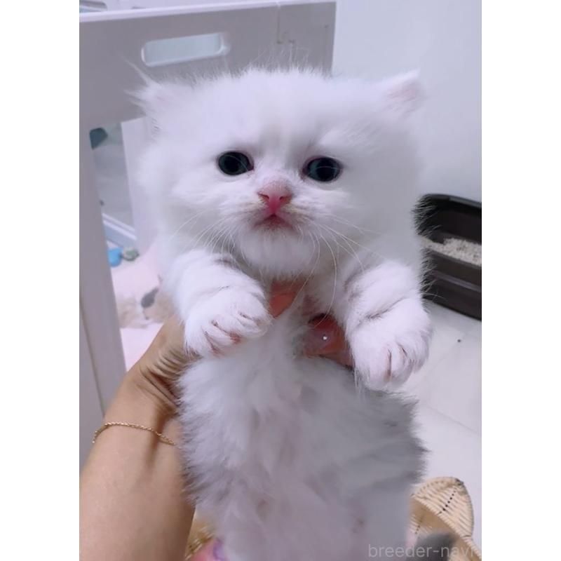 販売中の京都府のミヌエット(短足)-130482の4枚目