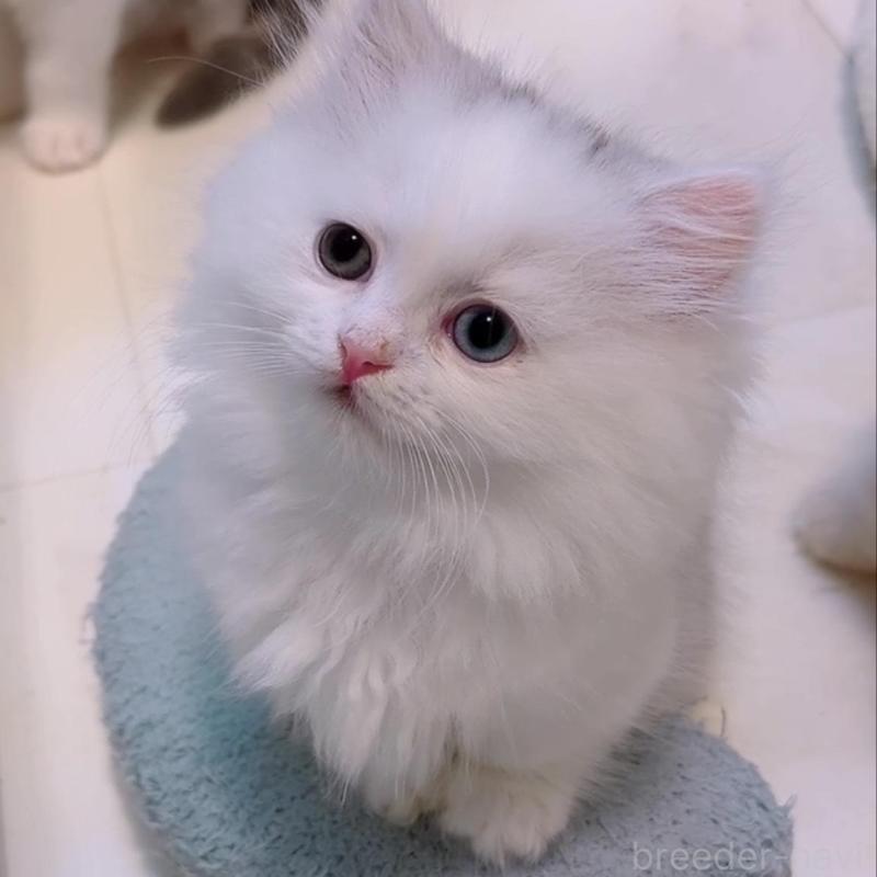 販売中の京都府のミヌエット(短足)-130482