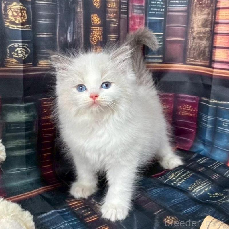 販売中の群馬県のラグドール-130483の1枚目