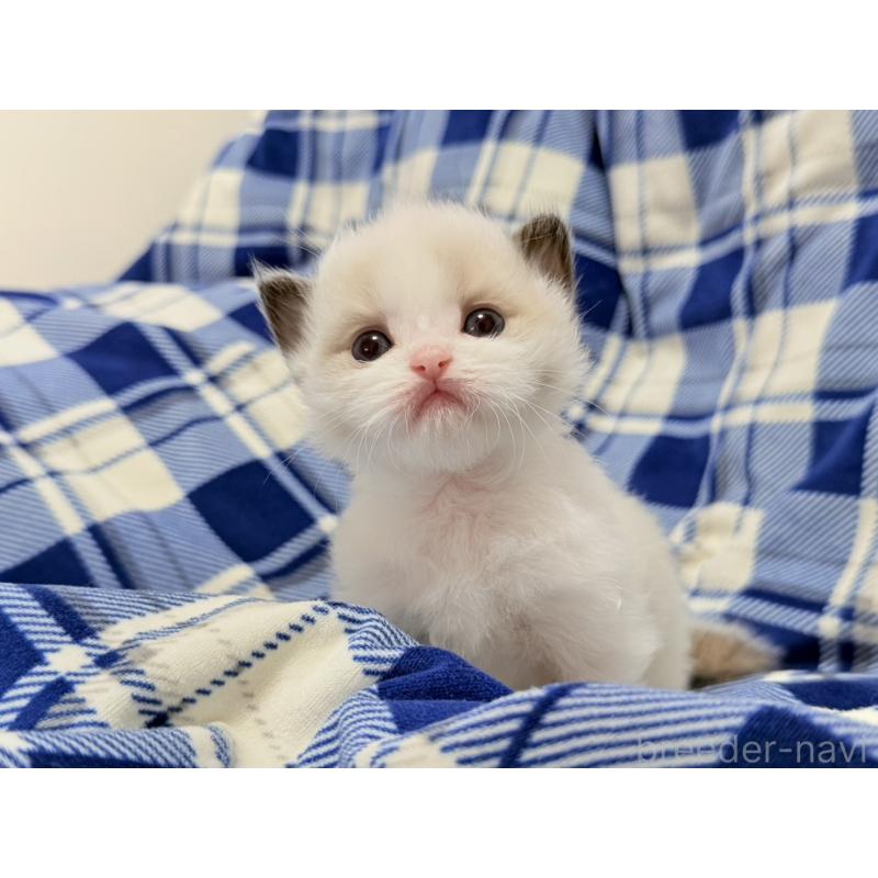 販売中の東京都のラグドール-130484の9枚目