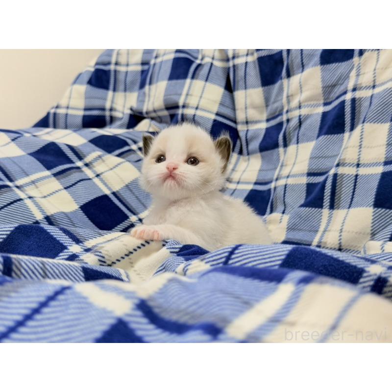 販売中の東京都のラグドール-130484の8枚目