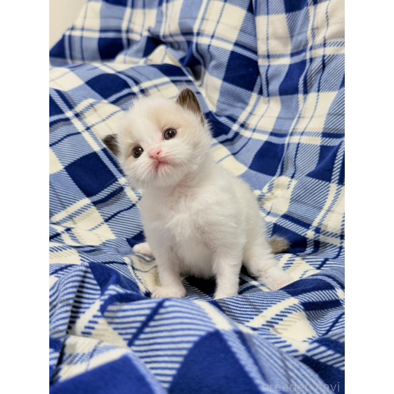 販売中の東京都のラグドール-130484の7枚目