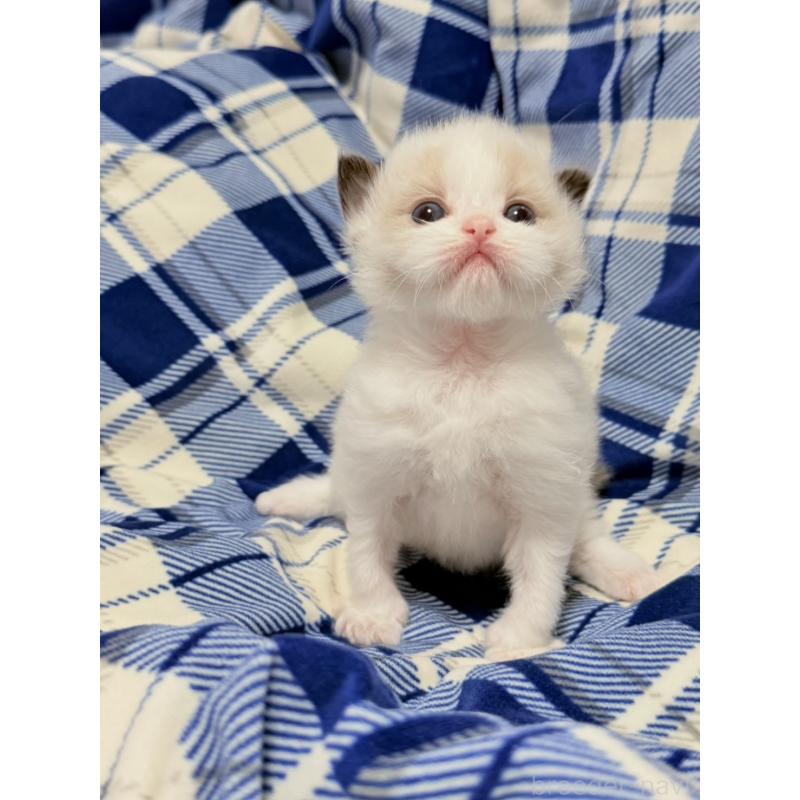 販売中の東京都のラグドール-130484の6枚目