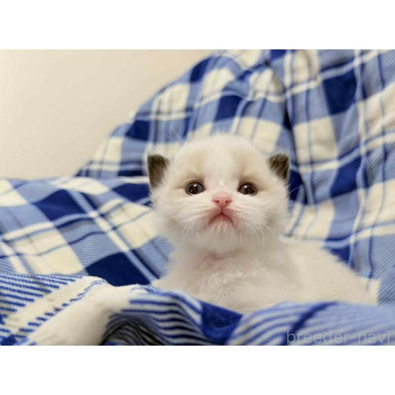 販売中の東京都のラグドール-130484の5枚目