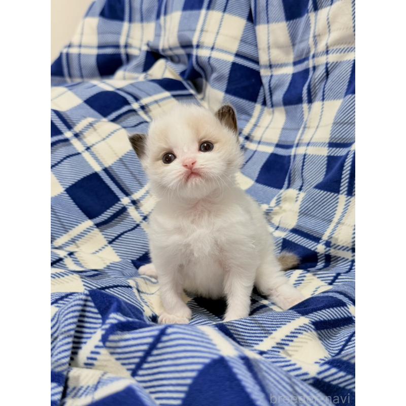 販売中の東京都のラグドール-130484の4枚目