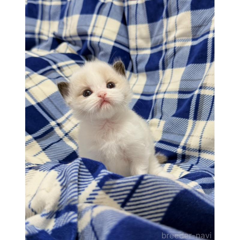 販売中の東京都のラグドール-130484の3枚目