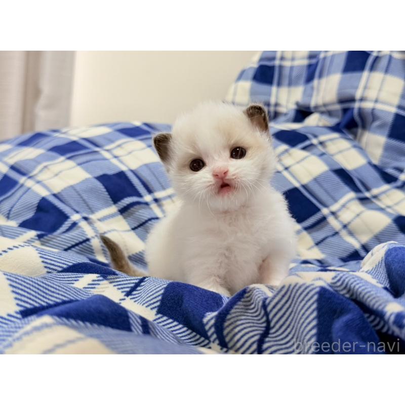 販売中の東京都のラグドール-130484の2枚目