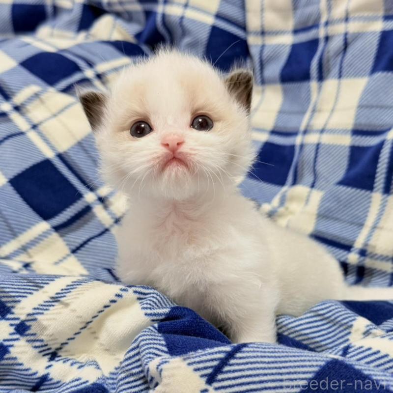 販売中の東京都のラグドール-130484の1枚目